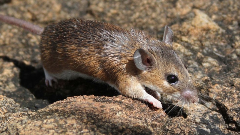 Cac-truong-hop-nam-mo-thay-chuot-khac-nen-bat-con-gi-dam-bao-thuong-hau