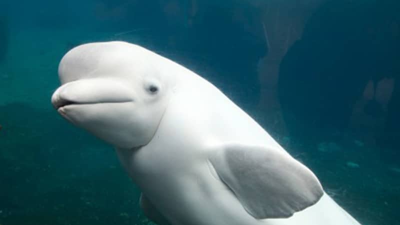 Chiem-bao-thay-ca-voi-trang