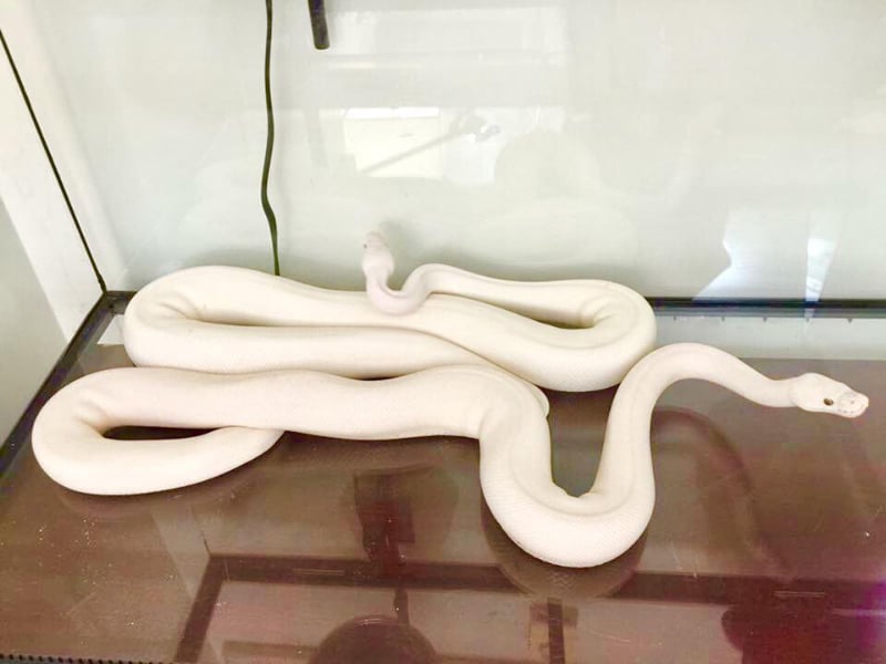 Mơ thấy rắn trắng vào nhà