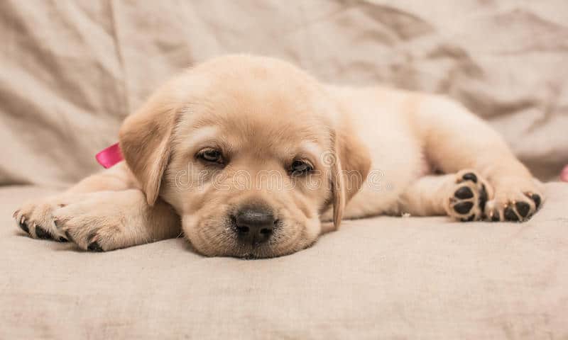 Nam-mo-thay-cho-con-bi-om