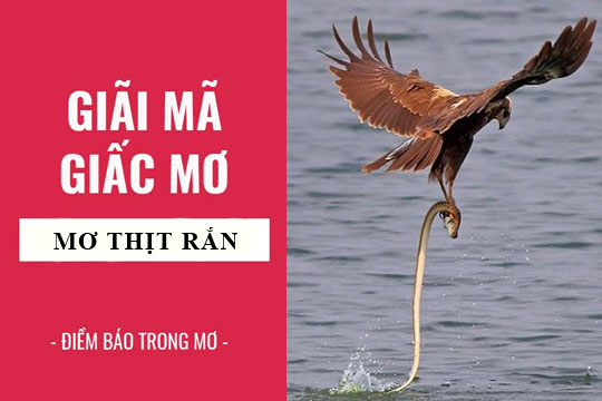 Mơ thấy ăn thịt rắn là điềm tốt hay xấu